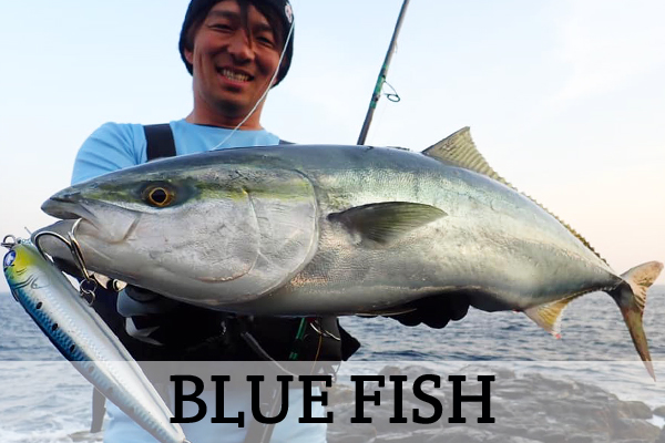 bluefish fishing